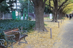 晩秋の外苑