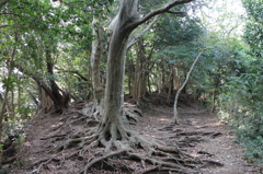鎌倉の山