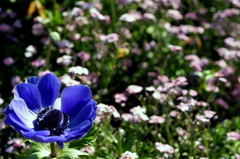 Blue Flower In Spring (Vol.01)