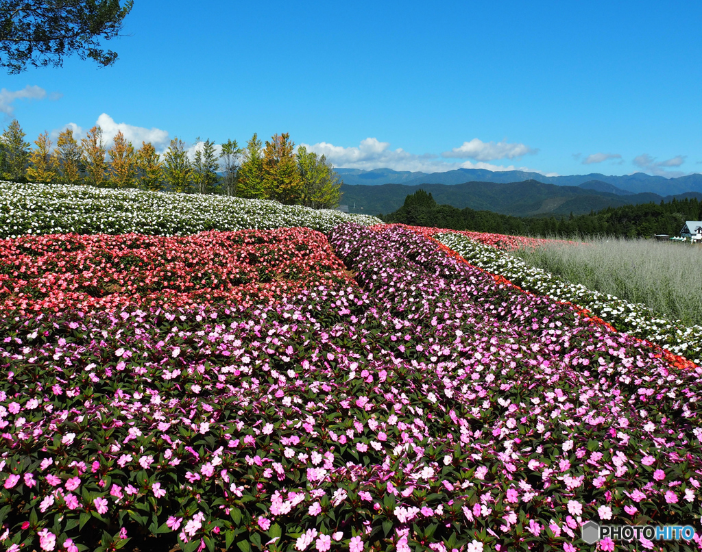 花盛りの風景