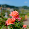 Orange ? Rose