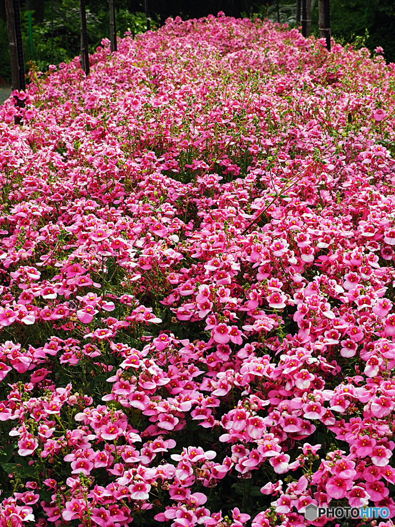 ピンク一色の花をどうぞ