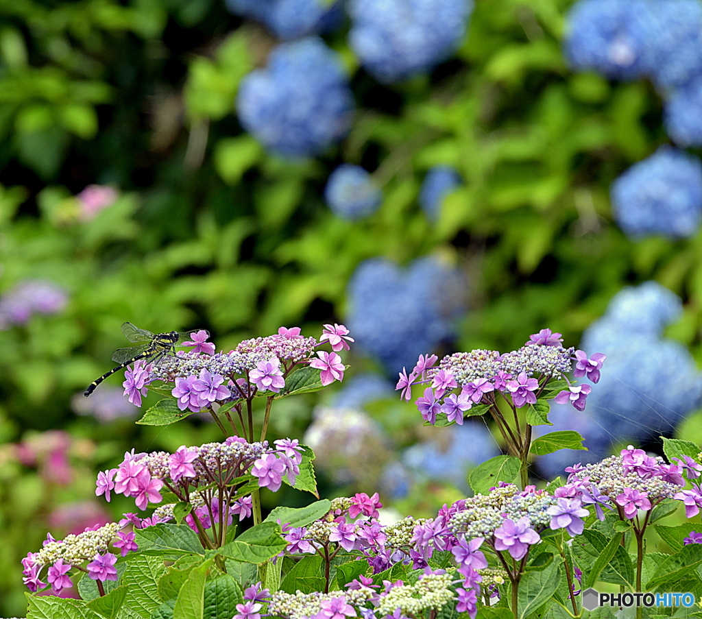 初夏のトンボと紫陽花と