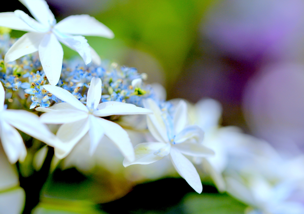 新種の華やかな紫陽花とともに