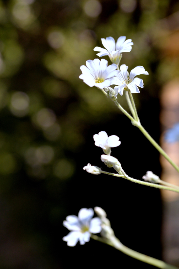 とても小さな花