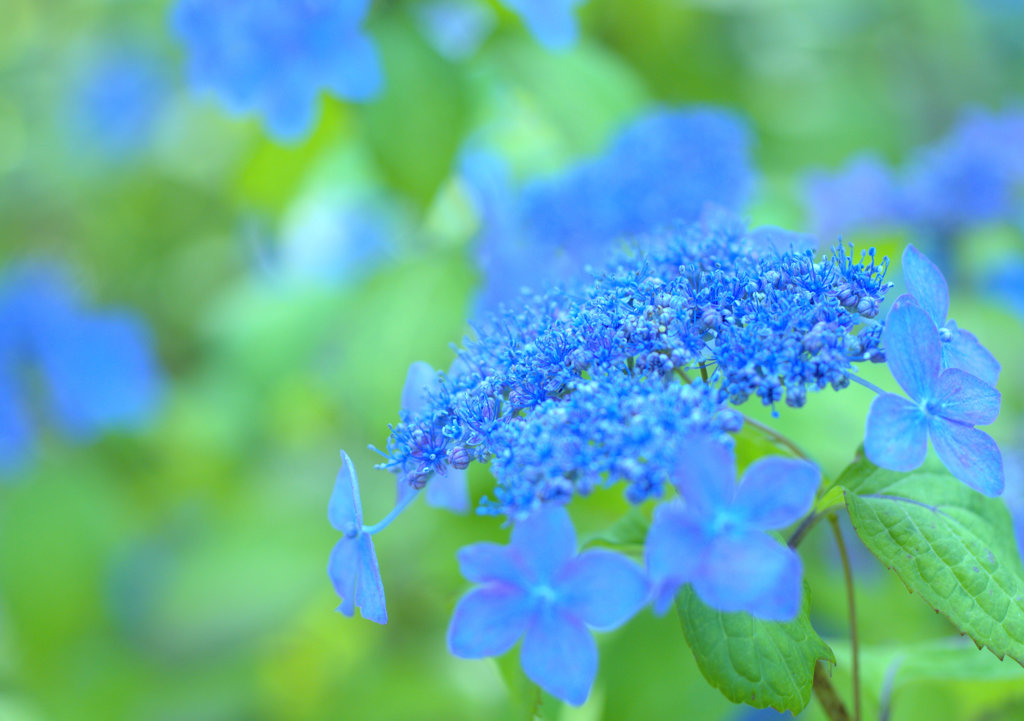 ～紫陽花 VOL 01～
