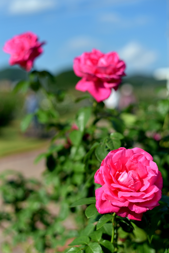 Pink Rose