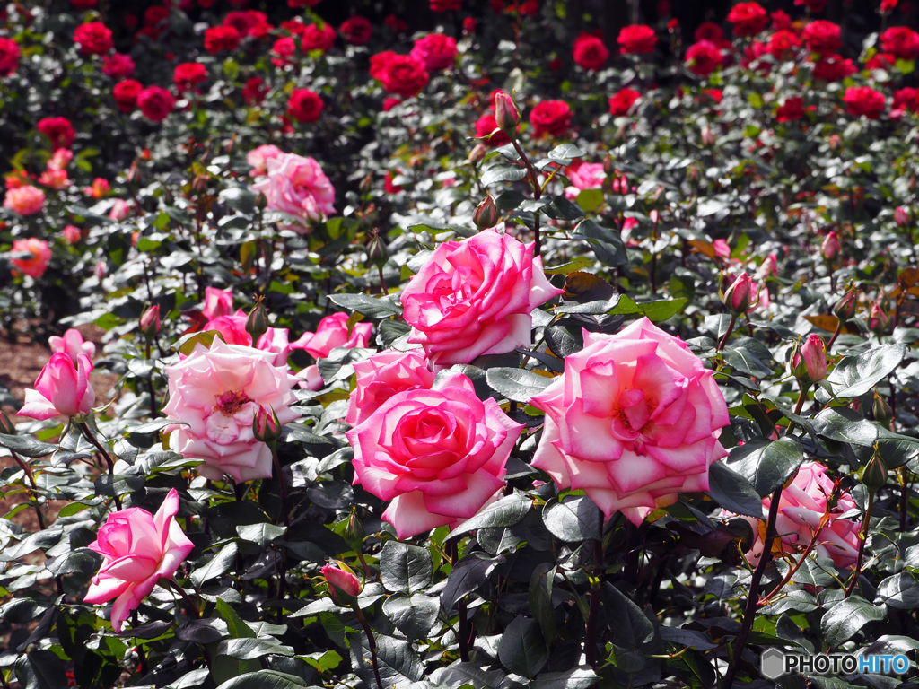 押し寄せる薔薇の波の如く