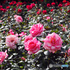 押し寄せる薔薇の波の如く