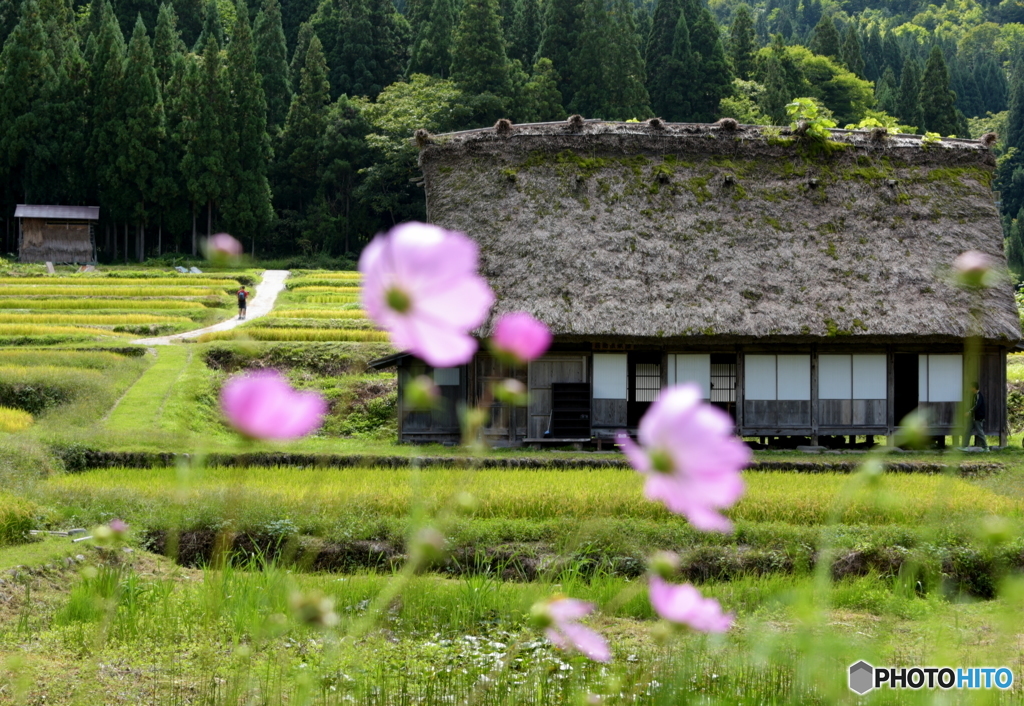 田園風景の中にも、藁葺き屋根が、、、