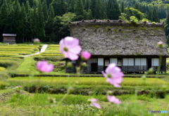 田園風景の中にも、藁葺き屋根が、、、