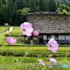 田園風景の中にも、藁葺き屋根が、、、