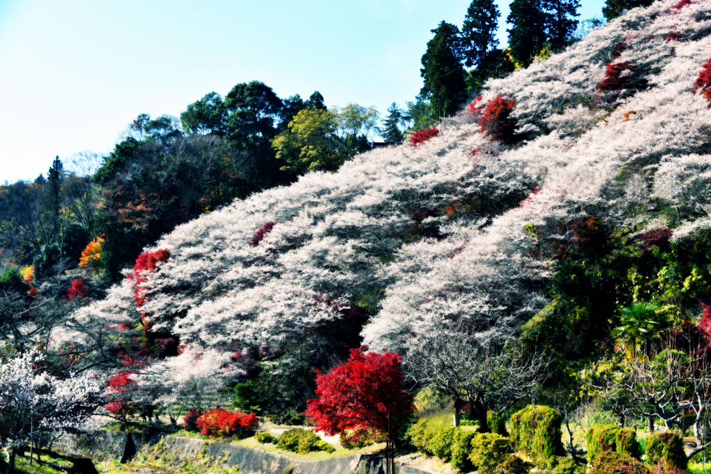 秋の山が艶やかに染まる時