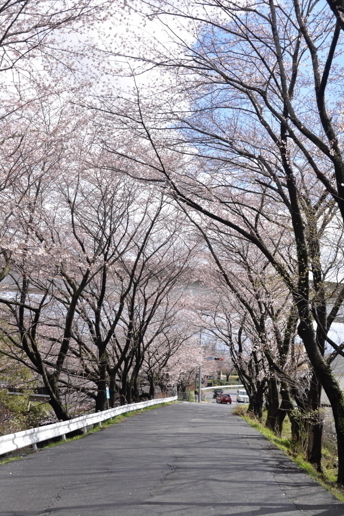 桜のアーチ