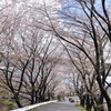 桜のアーチ