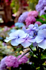 ちょっと素敵な紫陽花は、いかがですか？