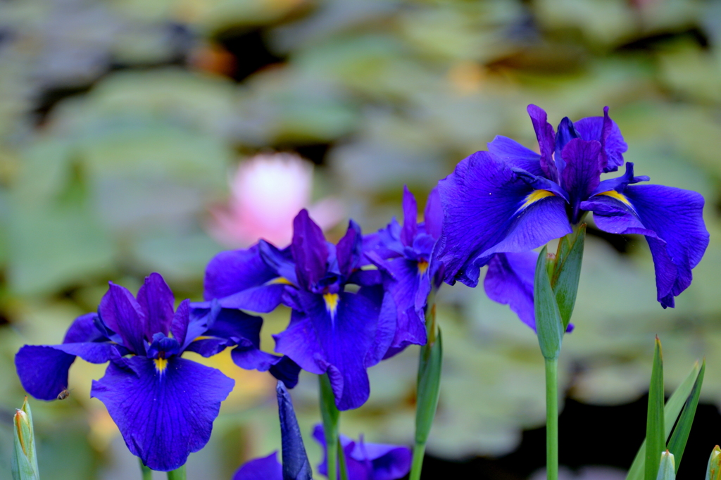 花菖蒲と蓮と、、、