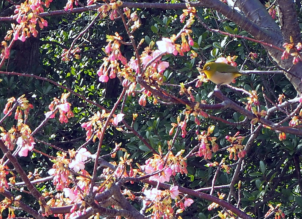 河津桜とメジロと