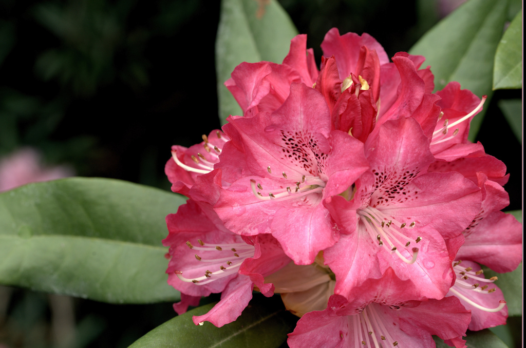 赤いツツジの花弁の彩り