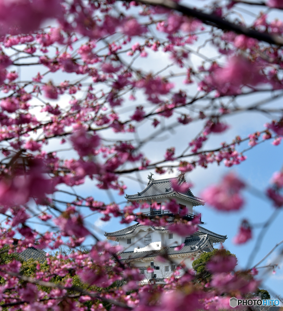 陽光の中の桜と城と