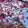 陽光の中の桜と城と