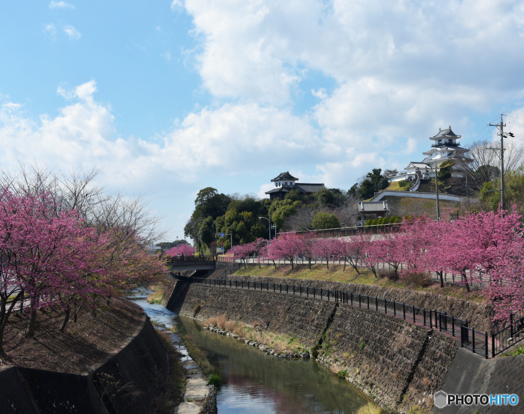 満開の桜と城と