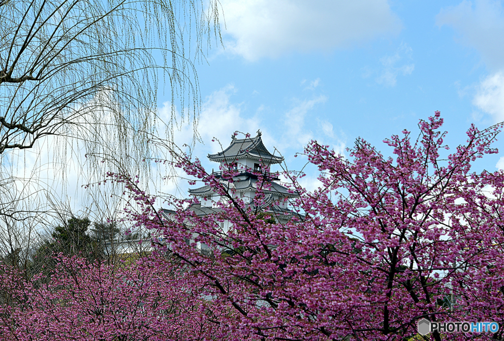掛川城と、新種の桜と