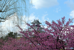 掛川城と、新種の桜と