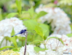 トンボと紫陽花と