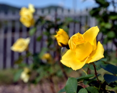 Yellow Rose のキラメキ