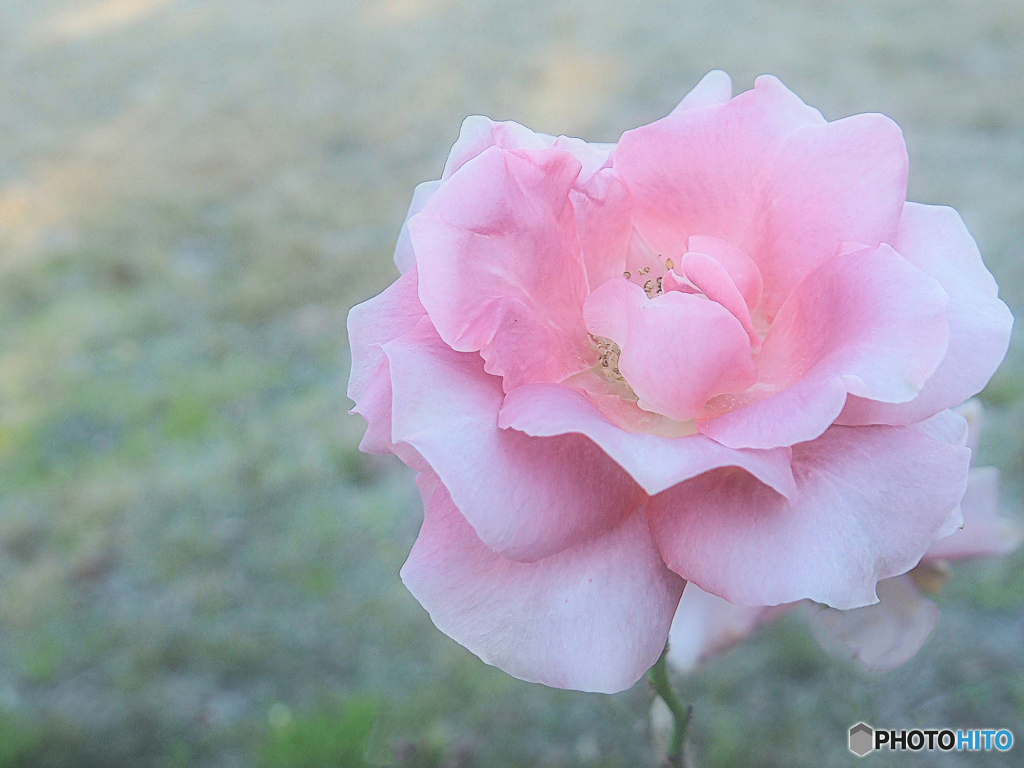 冬薔薇一輪、そっと佇む。