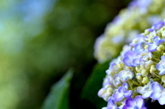 初夏の紫陽花