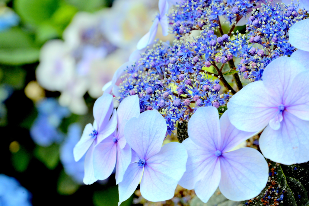 色鮮やかな紫陽花とともに