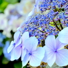 色鮮やかな紫陽花とともに