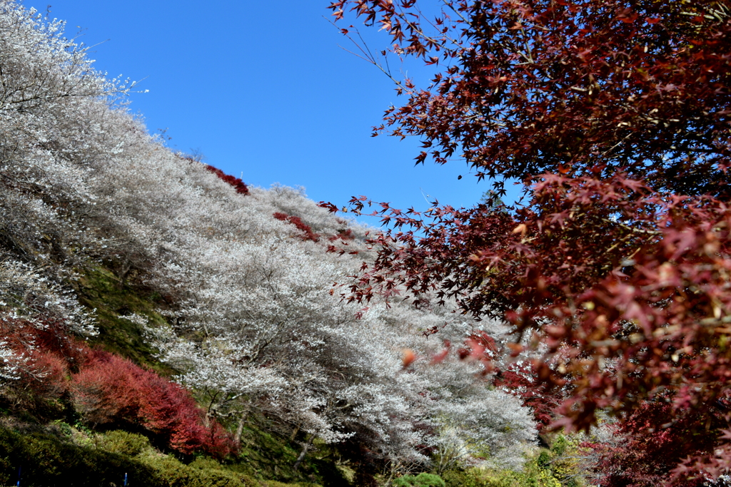 赤と白　【日本の秋】