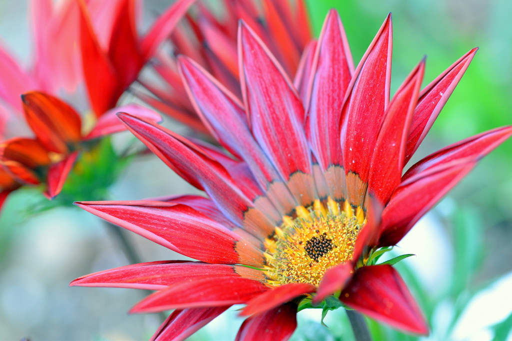 Colorful　Pop　Flower