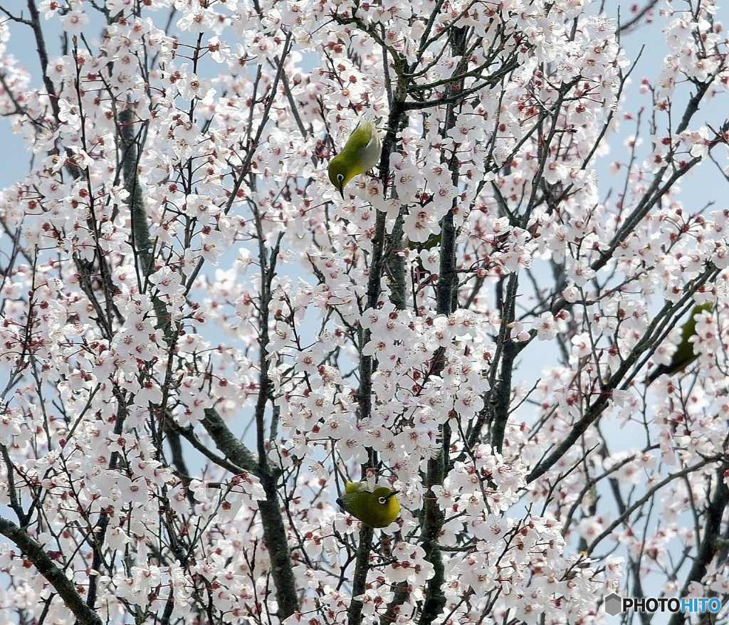 春の訪れ　【メジロの賑やかな、さえずりとともに　♪♪♪♪♪　】