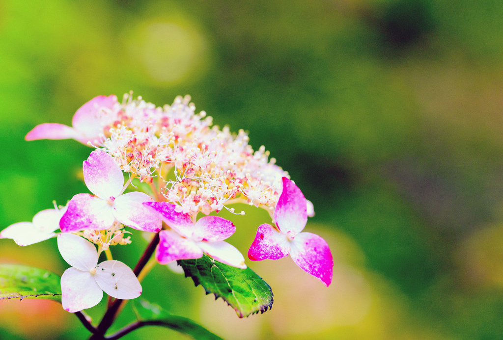 原生種の紫陽花