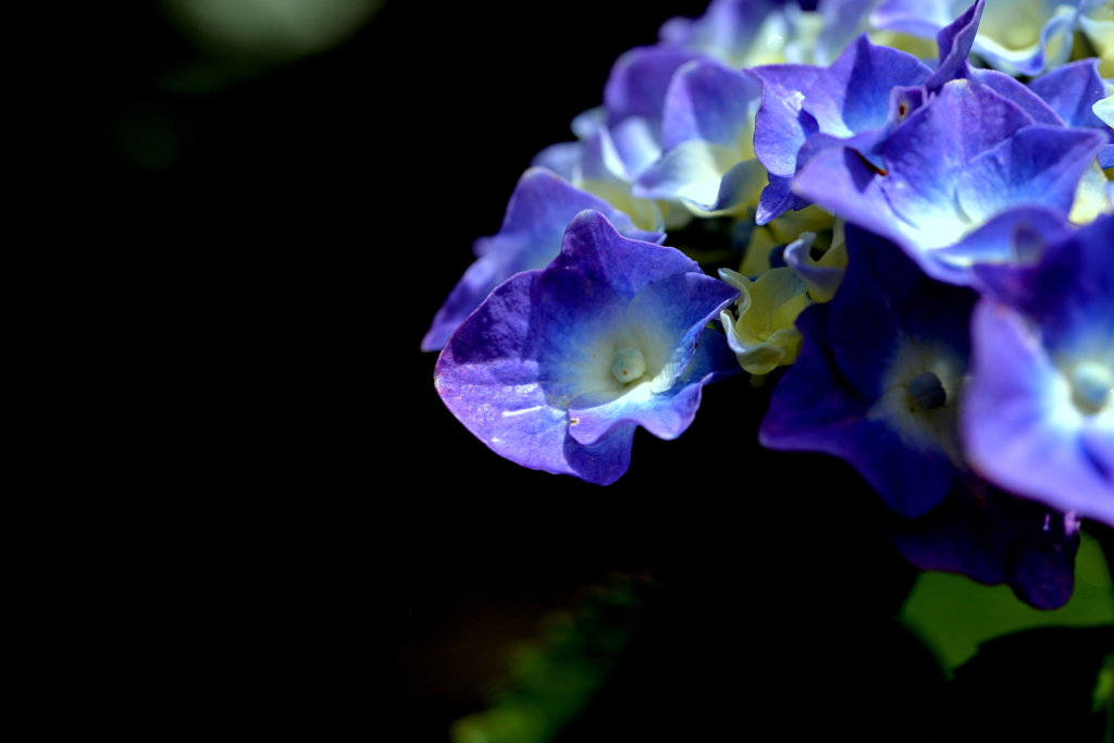 Blue Hydrandea
