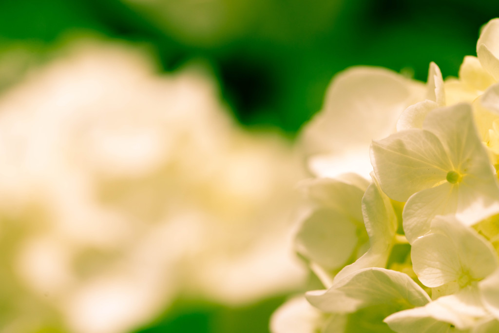 White Hydrangea