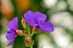 Purple Flower in summer