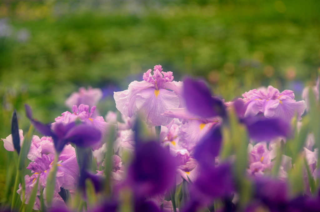 花菖蒲