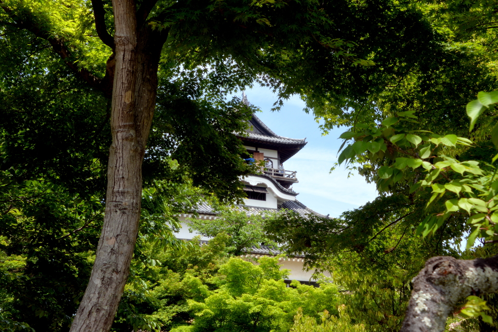 新緑と犬山城