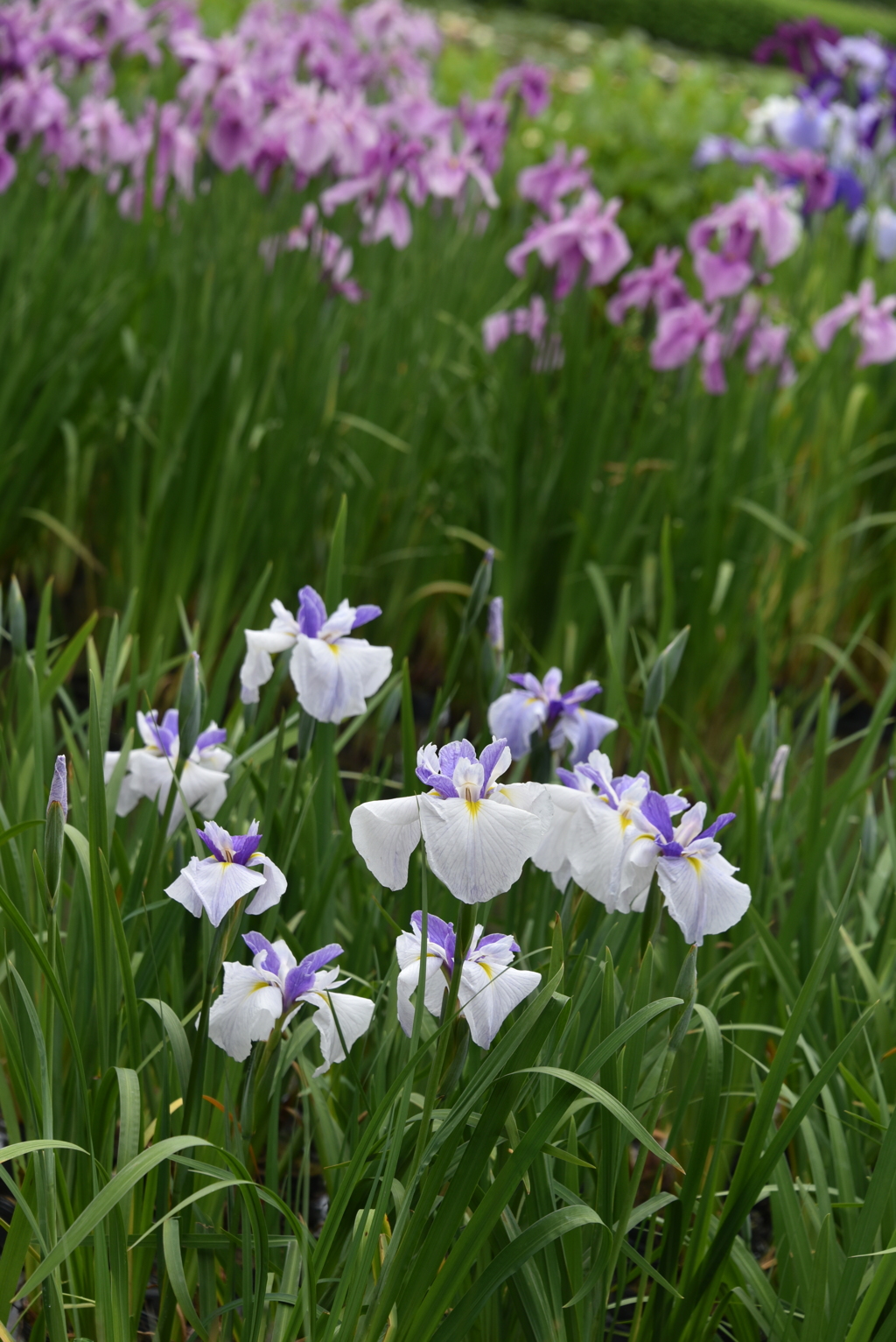 花菖蒲