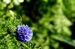Blue Flower ? In Spring (Vol.02)