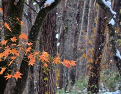 落屑と紅葉と