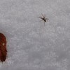 雪と小蜘蛛