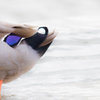 カモのしっぽ