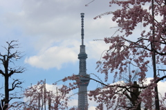 桜とスカイツリー