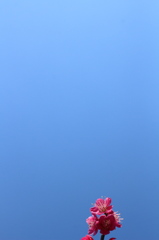 ちらっ！